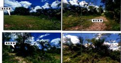 Foreclosed Agricultural Lot in Jones, Isabela · Lot 4317-A (PDIC)