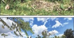 Foreclosed Agricultural Lot in Jones, Isabela · Lot 1587-I (PDIC)