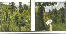 Foreclosed Agricultural Lot in Cebu City