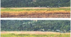 Foreclosed Agricultural Lot in Jabonga, Agusan del Norte · Lot I-59 (PDIC)