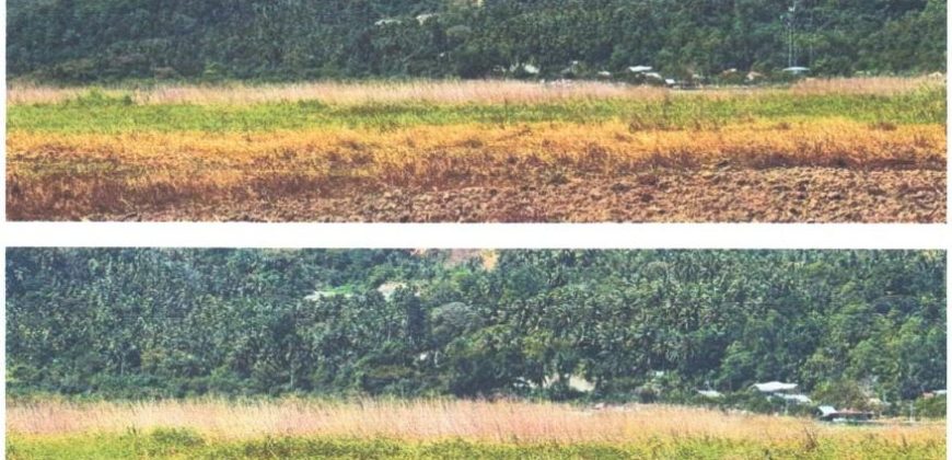 Foreclosed Agricultural Lot in Jabonga, Agusan del Norte · Lot I-59 (PDIC)