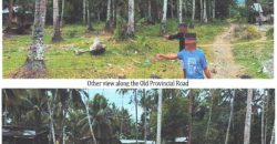 Foreclosed Agricultural Lot in Jabonga, Agusan del Norte · Lot 935 (PDIC)