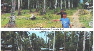 Foreclosed Agricultural Lot in Jabonga, Agusan del Norte · Lot 935 (PDIC)