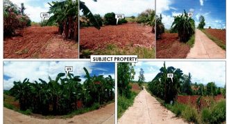 Foreclosed Agricultural Lot in Jones, Isabela · Lot 7758 (PDIC)