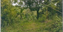 Foreclosed Agricultural Lot in Nueva Valencia, Iloilo (PDIC)