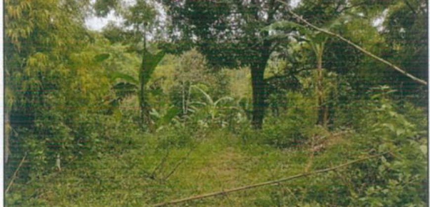Foreclosed Agricultural Lot in Nueva Valencia, Iloilo (PDIC)