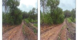 Foreclosed Agricultural Lot in Nueva Valencia, Iloilo · Lot 4256 (PDIC)