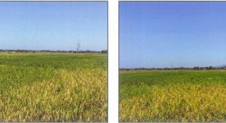 Foreclosed Agricultural Lot in Bangar, La Union · Lot No. 7858 (PDIC)