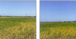 Foreclosed Agricultural Lot in Bangar, La Union · Lot No. 7873 (PDIC)
