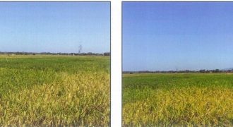 Foreclosed Agricultural Lot in Bangar, La Union · Lot No. 7873 (PDIC)