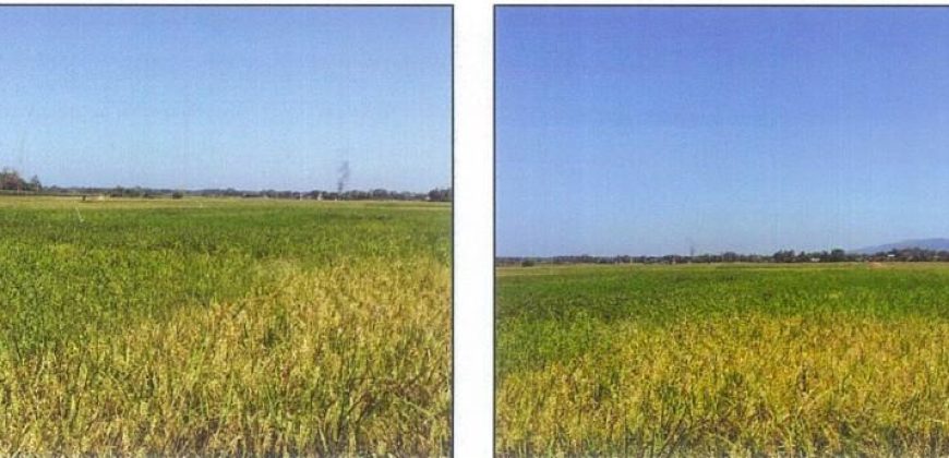 Foreclosed Agricultural Lot in Bangar, La Union · Lot No. 7873 (PDIC)