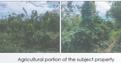 Foreclosed Property in Tanauan City, Batangas · Lot No. 4362 (PDIC)