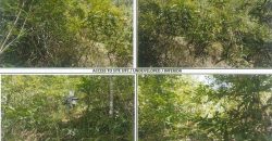 Foreclosed Agricultural Lot in Argao, Cebu · Lot No. 2883 (PDIC)