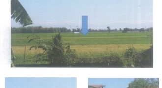 Foreclosed Agricultural Lot in Calasiao, Pangasinan