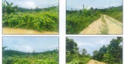 Foreclosed Agricultural Lot in Roxas, Palawan, Luzon #2