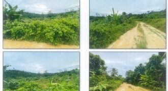 Foreclosed Agricultural Lot in Roxas, Palawan · Lot No. 7168 (PDIC)