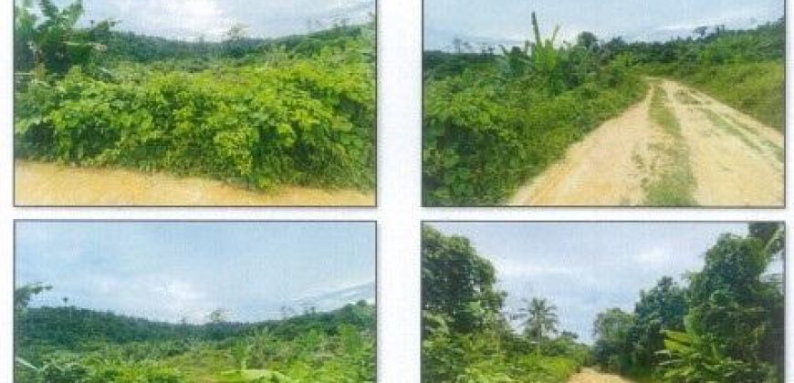 Foreclosed Agricultural Lot in Roxas, Palawan, Luzon #2