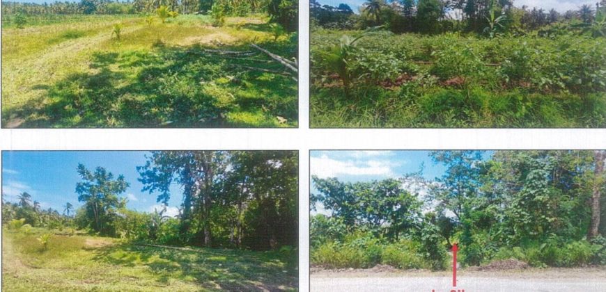 Foreclosed Agricultural Lot in Quezon City, Palawan (PDIC)