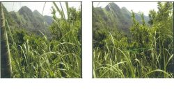 Foreclosed Agricultural Lot in Cebu City