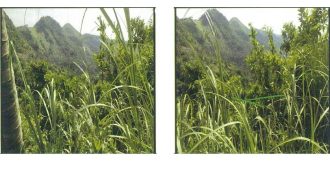 Foreclosed Agricultural Lot in Cebu City