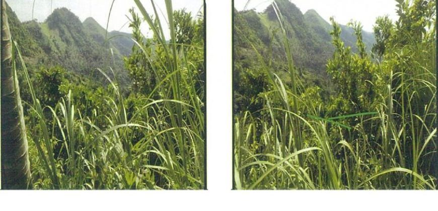 Foreclosed Agricultural Lot in Cebu City