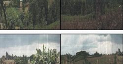 Foreclosed Agricultural Lot in City Of Cauayan City, Isabela · Lot 1727 (PDIC)
