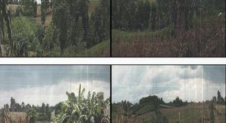 Foreclosed Agricultural Lot in City Of Cauayan City, Isabela · Lot 1727 (PDIC)