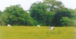 Foreclosed Residential Lot in Sariaya, Quezon (Philippine Veterans Bank)
