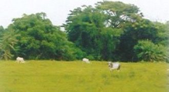 Foreclosed Residential Lot in Sariaya, Quezon (Philippine Veterans Bank)