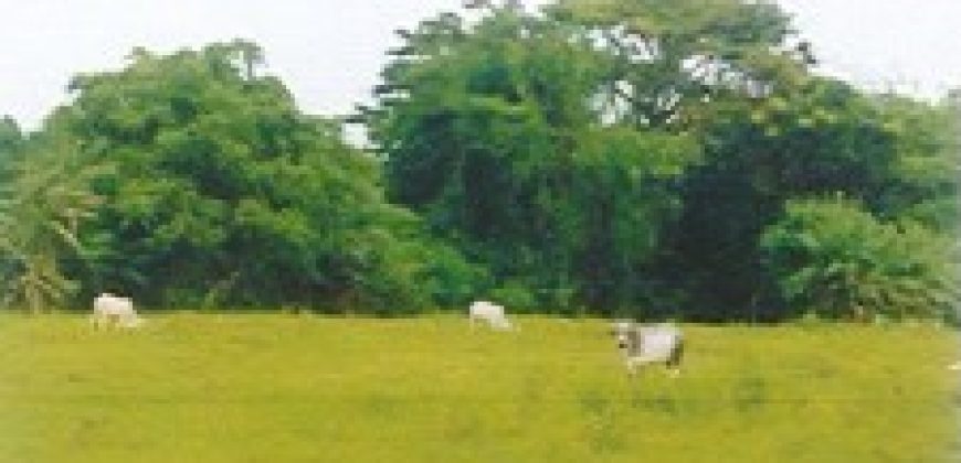 Foreclosed Residential Lot in Sariaya, Quezon (Philippine Veterans Bank)