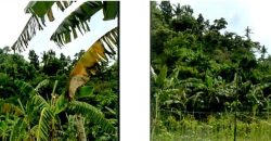 Foreclosed Agricultural Lot in Sibonga, Cebu (PDIC)
