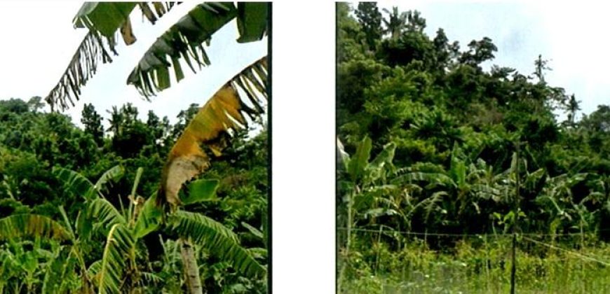 Foreclosed Agricultural Lot in Sibonga, Cebu (PDIC)