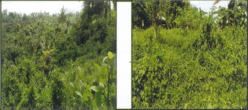 Foreclosed Agricultural Lot in Cebu City