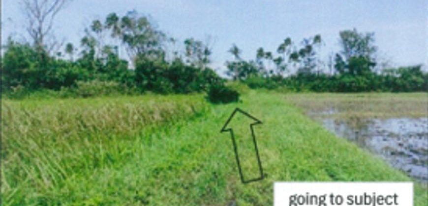 Foreclosed Agricultural Lot in Sanchez- Mira, Cagayan (PDIC)