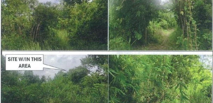 Foreclosed Agricultural Lot in Sofronio Española, Palawan · Lot 101 (PDIC)