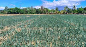 Foreclosed Agricultural Lot in San Jose, Occidental Mindoro – Santos-Alfonso Subdivision (Metrobank)