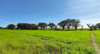 Foreclosed Agricultural Lot in Tarlac City