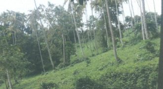 Foreclosed Agricultural Lot in Calauan, Laguna · Lot 8 (Philippine Veterans Bank)