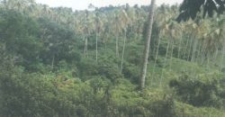 Foreclosed Agricultural Lot in Calauan, Laguna