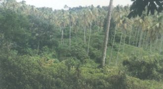 Foreclosed Agricultural Lot in Calauan, Laguna (Philippine Veterans Bank)