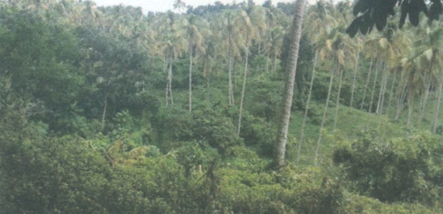 Foreclosed Agricultural Lot in Calauan, Laguna