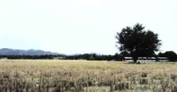 Foreclosed Agricultural Lot in San Jose, Occidental Mindoro