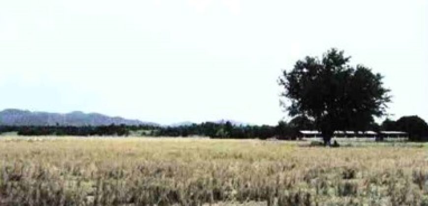 Foreclosed Agricultural Lot in San Jose, Occidental Mindoro
