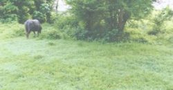 Foreclosed Residential Lot in San Jose, Occidental Mindoro · Lot 14 (Philippine Veterans Bank)
