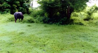 Foreclosed Residential Lot in San Jose, Occidental Mindoro