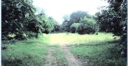 Foreclosed Agricultural Lot in San Carlos City