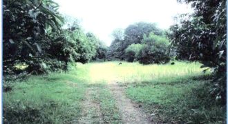 Foreclosed Agricultural Lot in San Carlos City