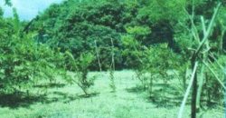 Foreclosed Residential Lot in San Antonio, Nueva Ecija · Lot 5219 (Philippine Veterans Bank)