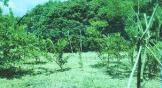 Foreclosed Residential Lot in San Antonio, Nueva Ecija · Lot 5219 (Philippine Veterans Bank)