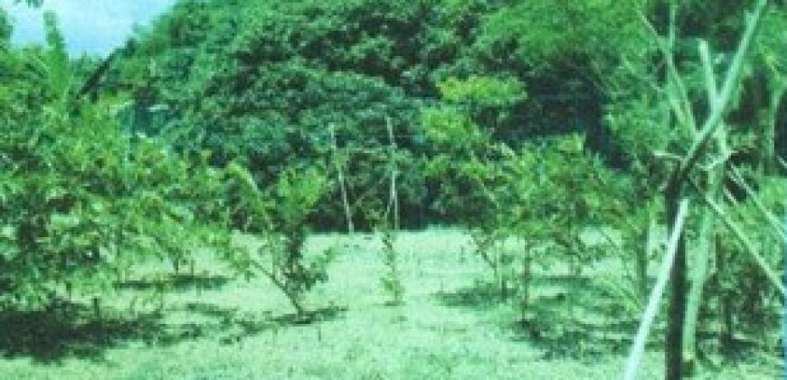 Foreclosed Residential Lot in San Antonio, Nueva Ecija · Lot 5219 (Philippine Veterans Bank)